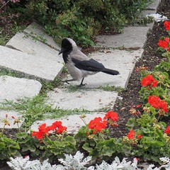 Corvus cornix