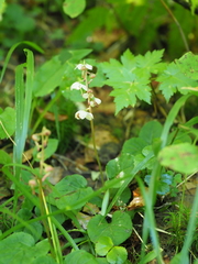 Pyrola alpina