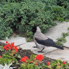 Corvus cornix