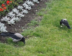 Corvus cornix