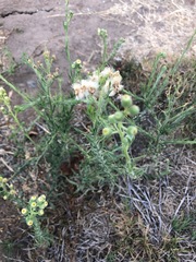 Erigeron bonariensis