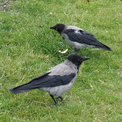 Corvus cornix