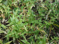Stellaria fenzlii