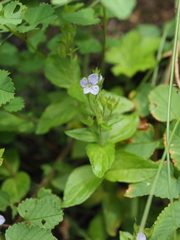 Veronica stelleri