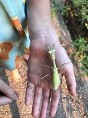 Mantodea