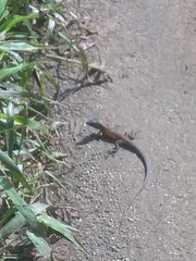 Cnemidophorus gaigei