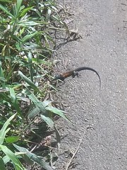 Cnemidophorus gaigei