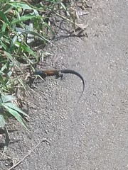 Cnemidophorus gaigei