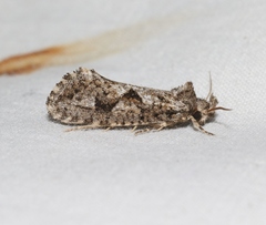 Acrolophus variabilis