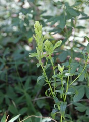 Castilleja septentrionalis