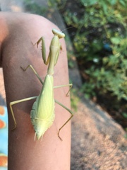 Stagmomantis limbata
