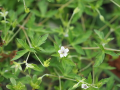 Geranium wilfordii