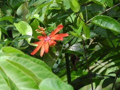 Passiflora tholozanii