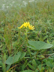 Ligularia hodgsonii