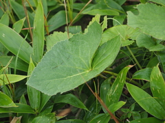 Ligularia hodgsonii