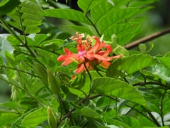 Passiflora tholozanii