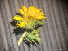 Centromadia parryi rudis