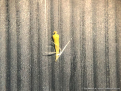 Centromadia parryi rudis