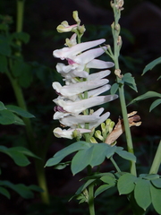 Corydalis caseana brandegeei