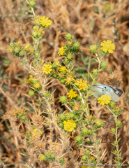 Centromadia parryi rudis