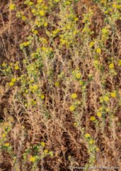 Centromadia parryi rudis