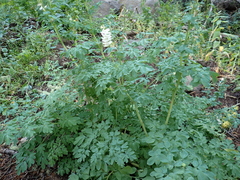 Corydalis caseana brandegeei