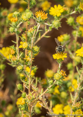Centromadia parryi rudis