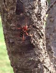 Neoclytus acuminatus acuminatus
