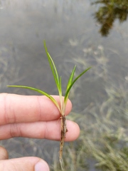 Littorella uniflora
