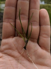 Littorella uniflora