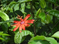 Passiflora tholozanii