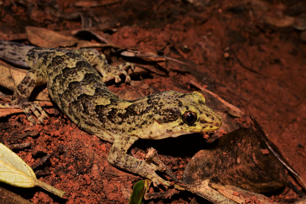 Lord Howe Island Marbled Gecko