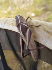 Paratylotropidia brunneri