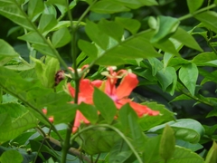 Passiflora tholozanii