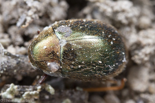 Oblong Pill Beetle