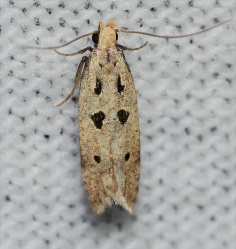 Black-spotted Twirler photo 5