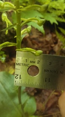 Platanthera orbiculata