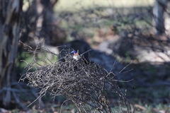 Malurus pulcherrimus