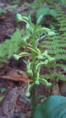 Platanthera orbiculata