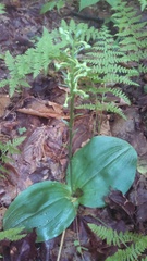 Platanthera orbiculata