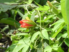 Passiflora
