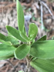 Dichanthelium ravenelii