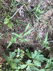 Dichanthelium ravenelii