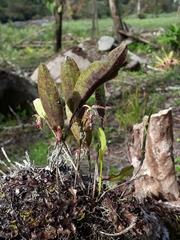 Pleurothallis trimeroglossa