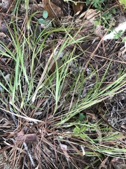 Dichanthelium angustifolium