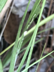 Dichanthelium angustifolium