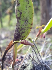Pleurothallis trimeroglossa