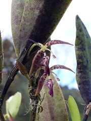 Pleurothallis trimeroglossa