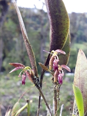 Pleurothallis trimeroglossa