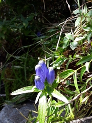 Gentiana linearis